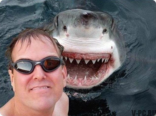 selfie de requin
