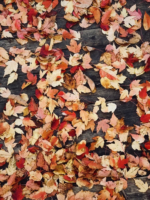 idées de photos d'automne pour instagram - feuilles