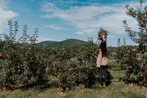 idées de photos d'automne pour instagram - une fille cueille des pommes