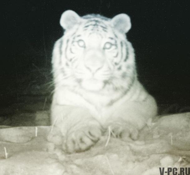 tigre a pris un selfie